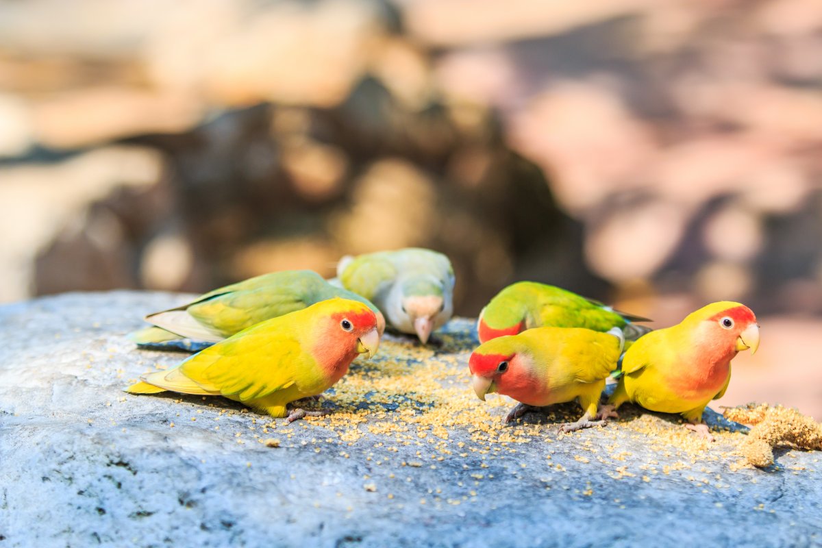 Exóticos y aves